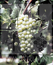 Foto di un grappolo d'uva di Pinot Bianco GM 3